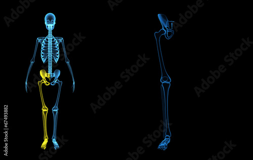 Hip joint with legs © 7activestudio