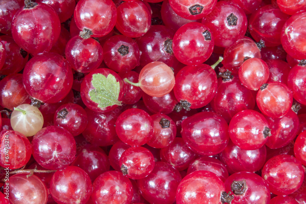Johannsibeeren Johannsibeeren