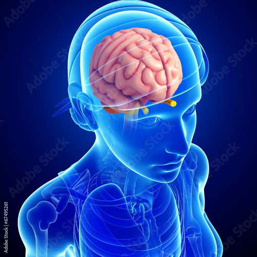 Human brain antomy photo