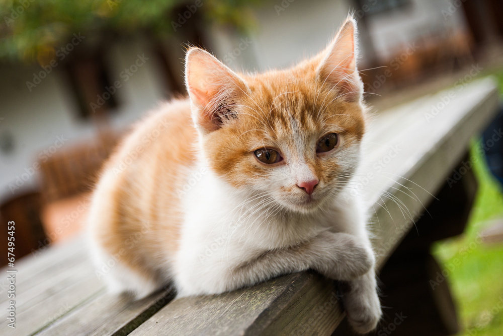 Cat enjoy country life