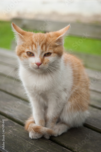 Cat enjoy country life