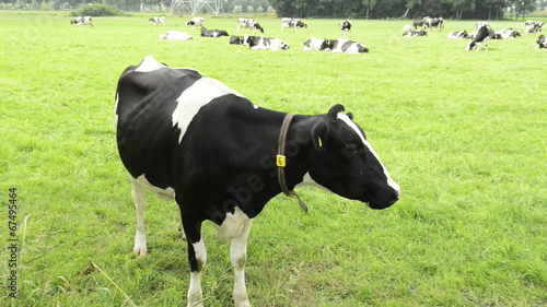 Cows grazing on a green summer meadow