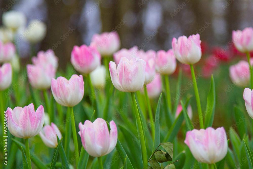 pink tulips