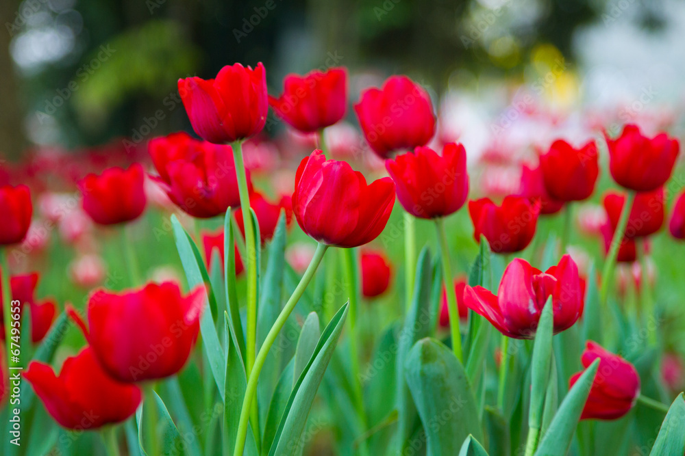 Red tulips in the garden