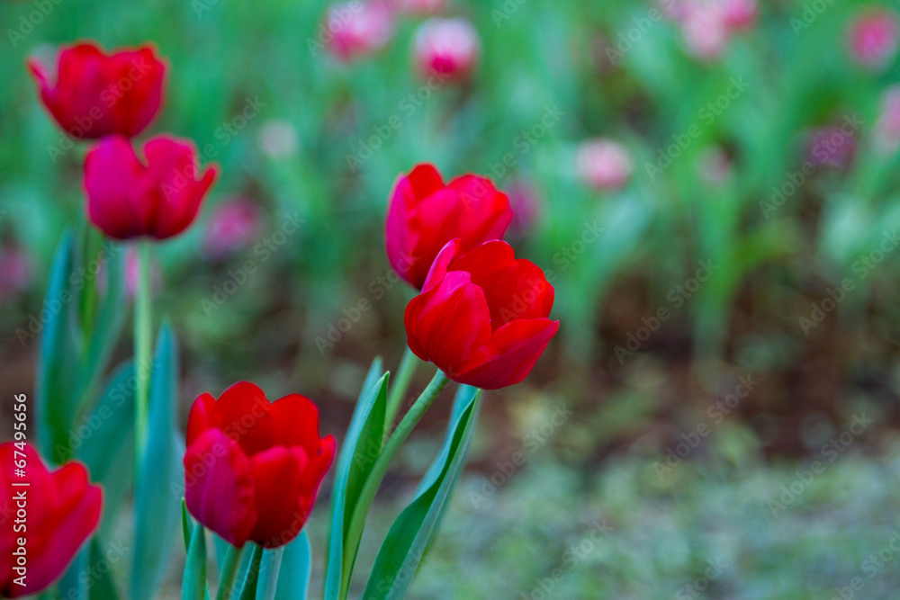 Red Tulips