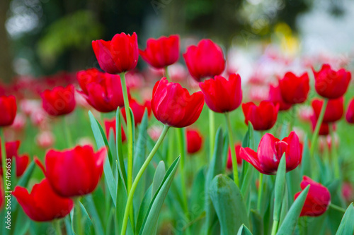 Fototapeta Naklejka Na Ścianę i Meble -  Red tulips in the garden