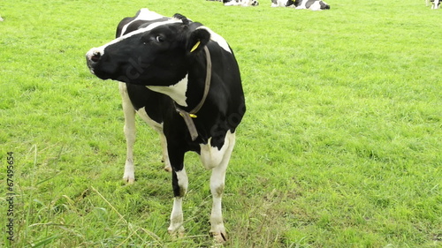 Cows grazing on a green summer meadow