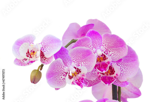 Fototapeta Naklejka Na Ścianę i Meble -  pink orchid branch close up