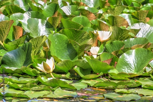 white waterlily and many green leaves
