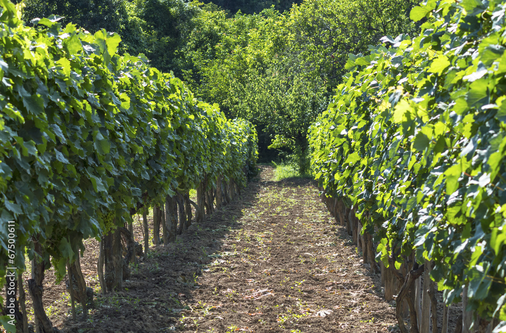 Obraz premium Rows of vineyard