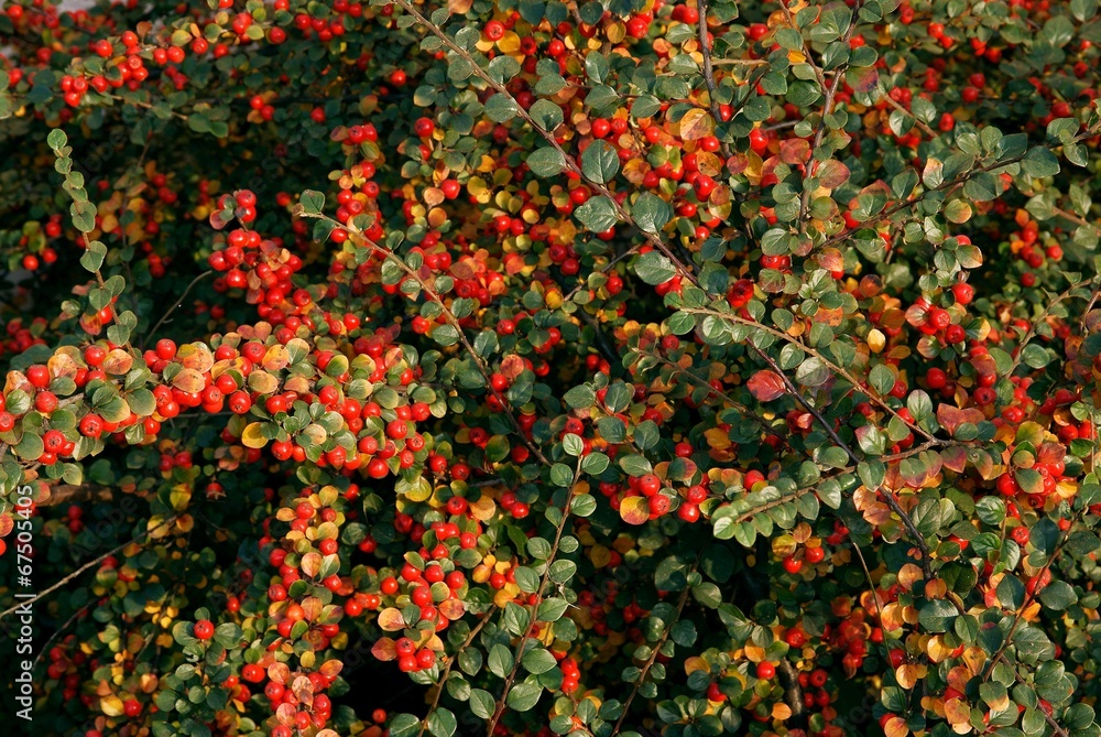 barberry shrub with red berries  at autumn