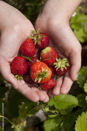 Showing freshly picked strawberries.