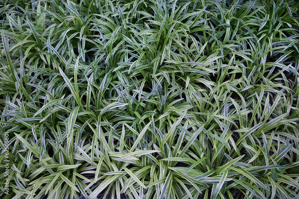 Background with green grass Background with green grass