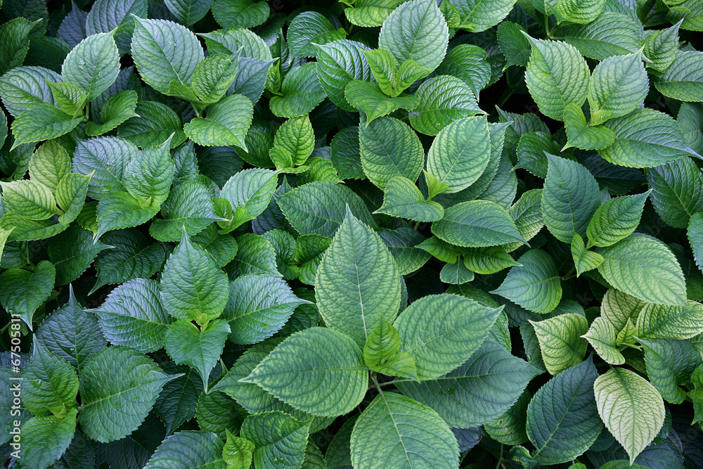 Greenness background Greenness background