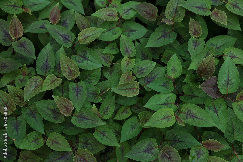 Green leaves wall background Green leaves wall background
