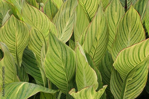 Large green leafs