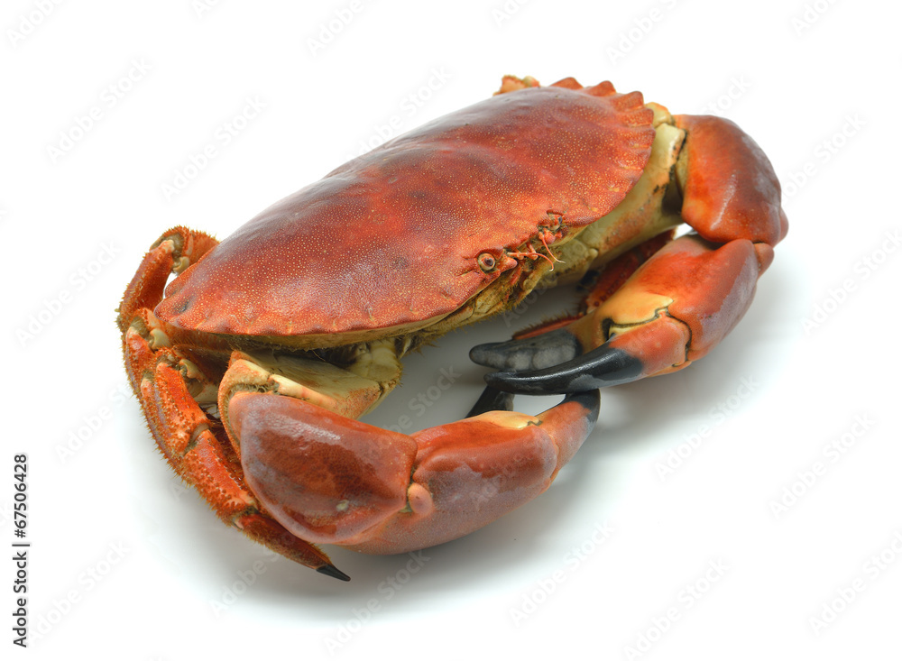 Shellfish: cooked crab isolated in white Shellfish: cooked crab isolated in white