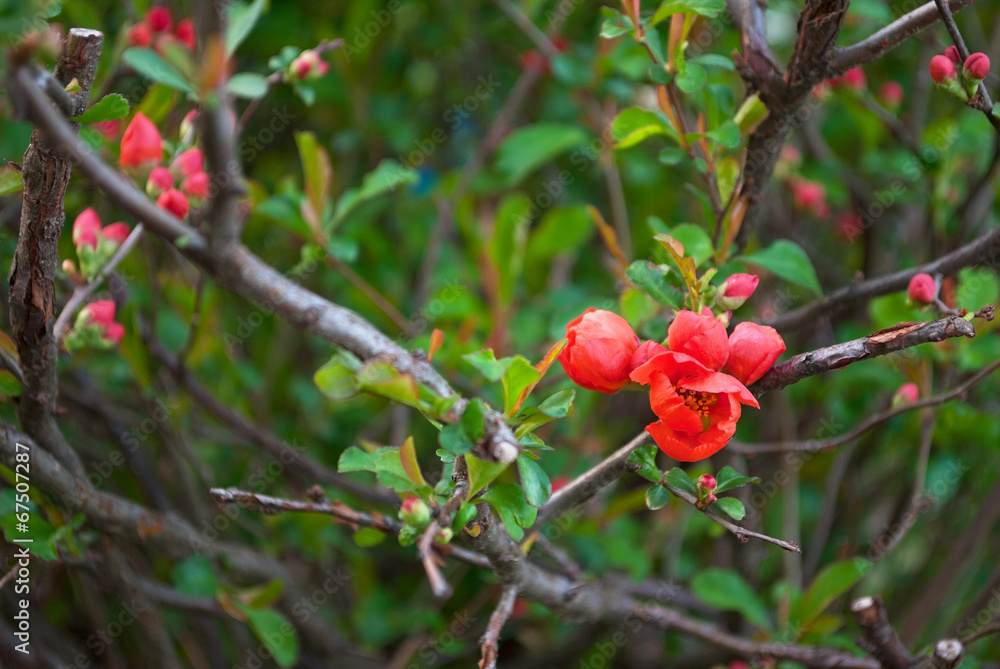 Pink flower on a branch of Japanese quince bush. Pink flower on a branch of Japanese quince bush.