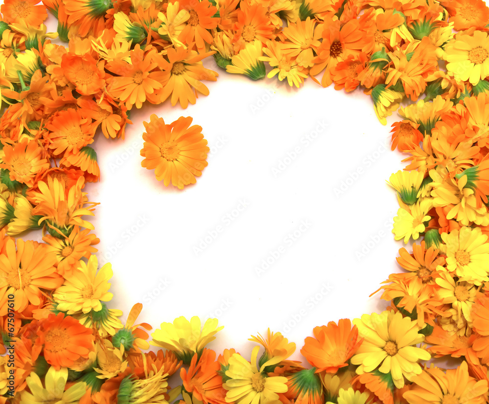 marigold flowers marigold flowers