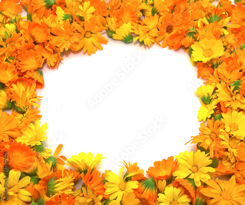 marigold flowers