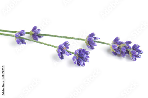 Fototapeta Naklejka Na Ścianę i Meble -  lavender isolated on white