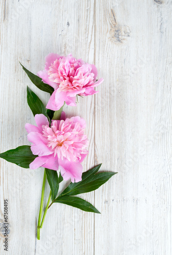 peony flowers on wooden surface