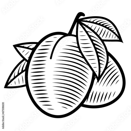 Plum engraving vintage illustration