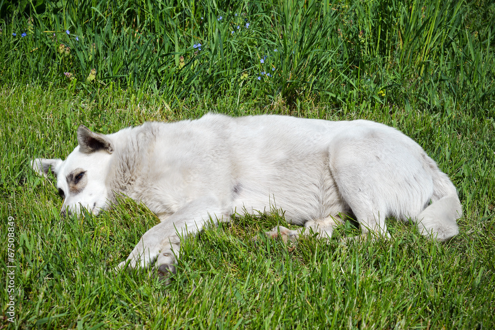 Stray dog ​​lying on the grass