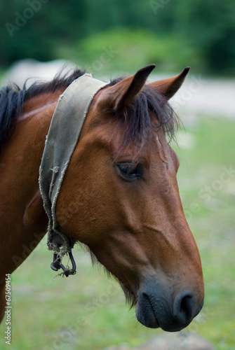 Portrait of a brown horse