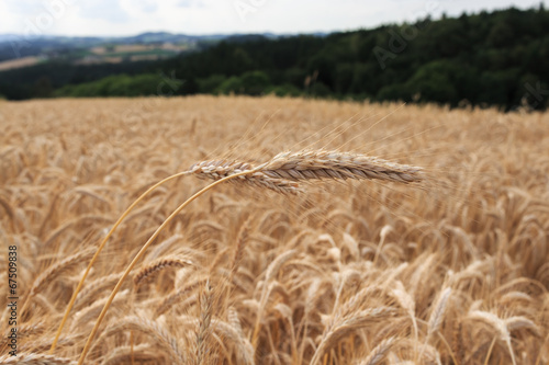 barley field
