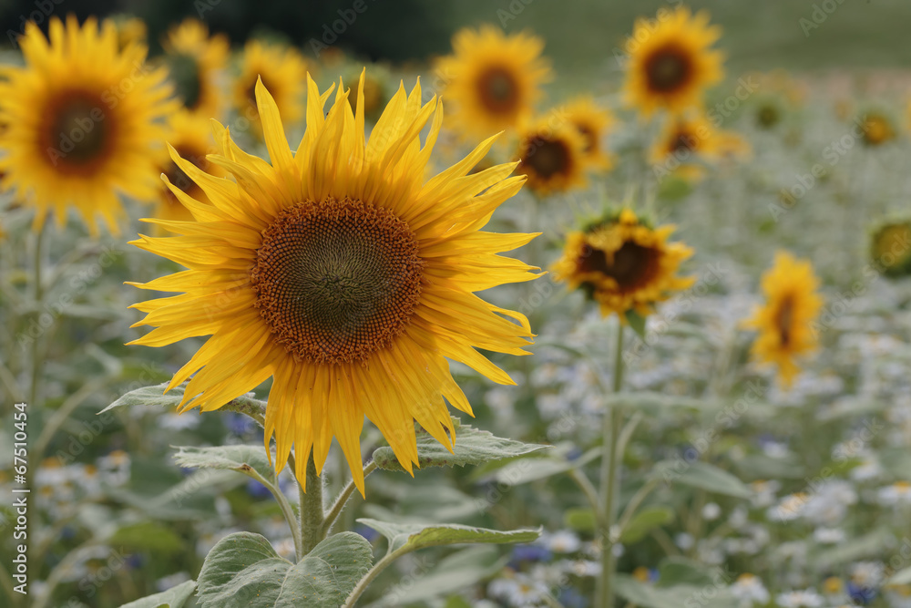 sunflowers in the field 