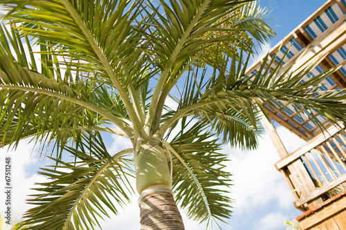 palm tree over blue sky with white clouds © Syda Productions