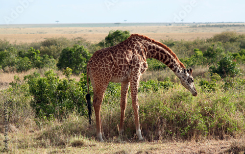 Girafe Masa   qui broute