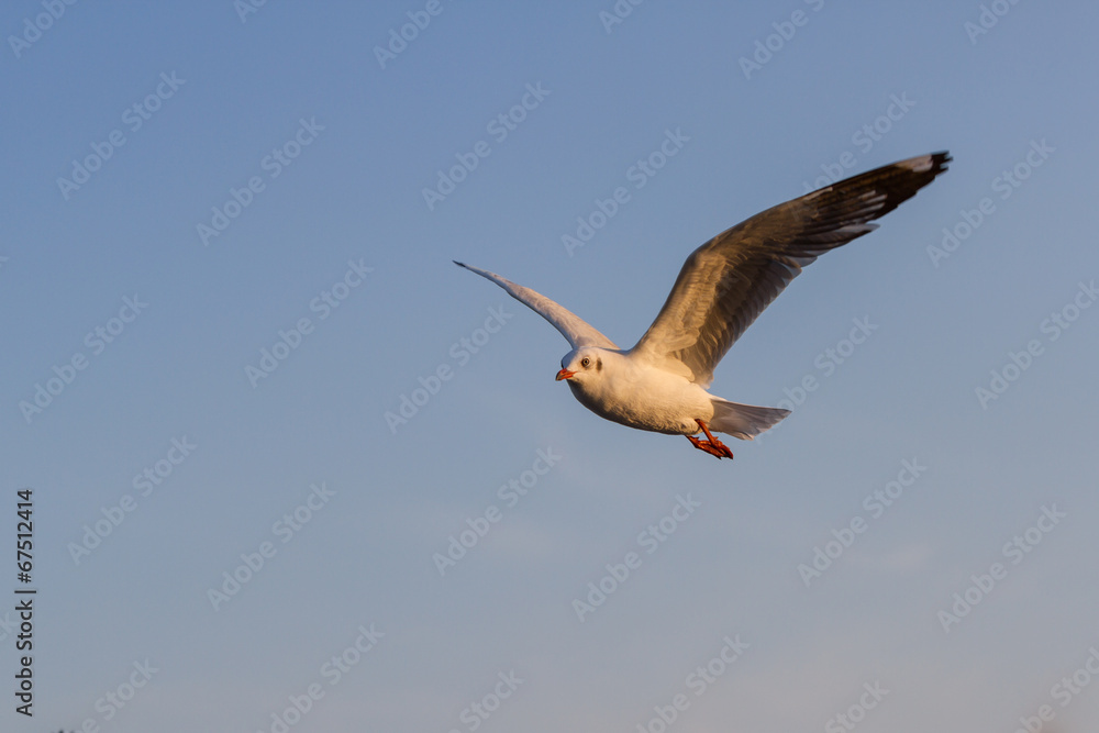 Obraz premium Seagull