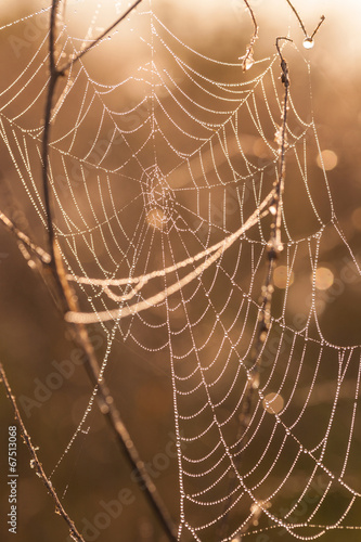 Spider web on a meadow at sunrise.