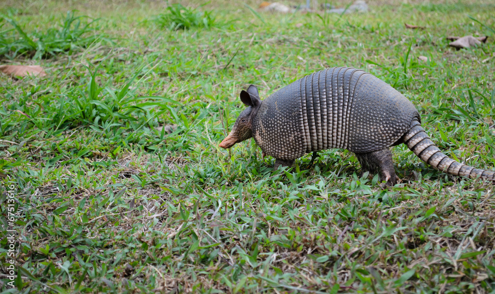 Nine-Banded Armadillo (Dasypus Novemcinctus) Costa Rica Nine-Banded Armadillo (Dasypus Novemcinctus) Costa Rica