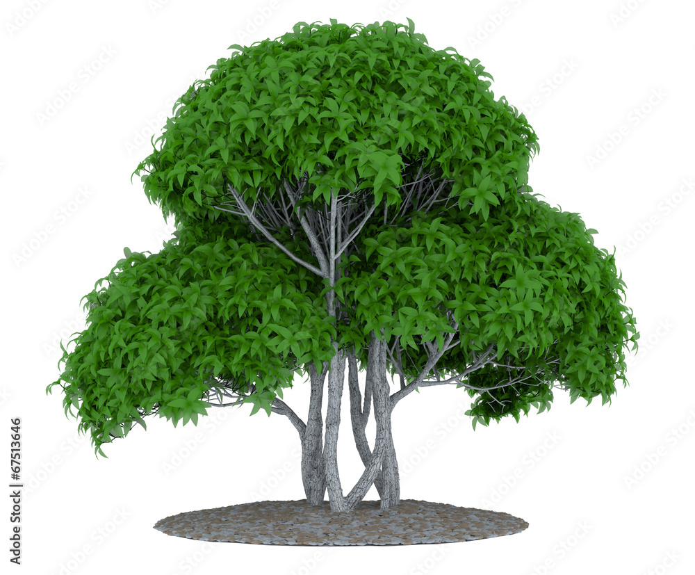 Fototapeta premium Tree isolated on white background
