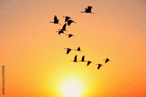 Silhouetted flock of demoiselle crains at sunset, Khichan villag photo