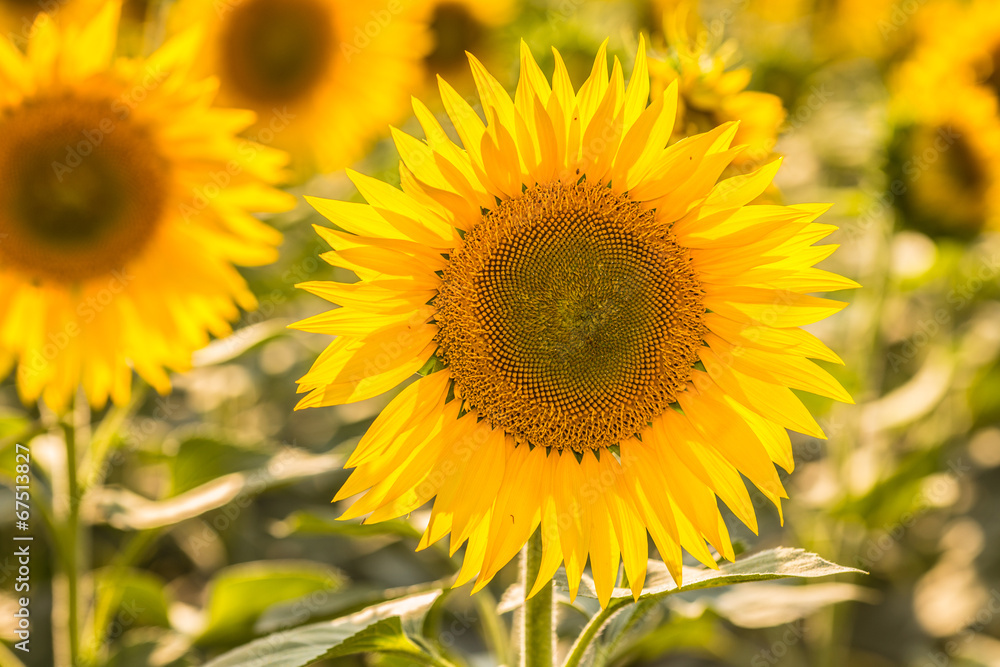 sunflowers sunflowers