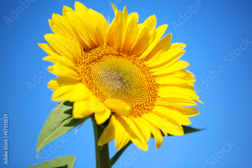 Fototapeta Naklejka Na Ścianę i Meble -  Beautiful sunflower  on blue background