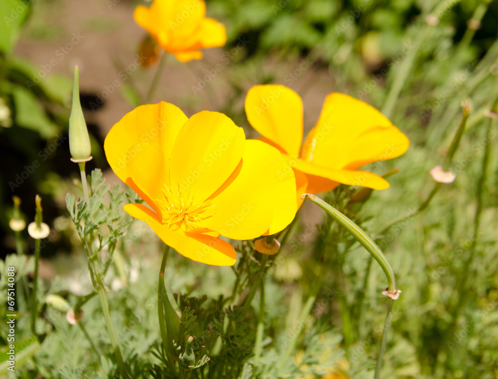 Fototapeta premium Мак желтый, садовые цветы