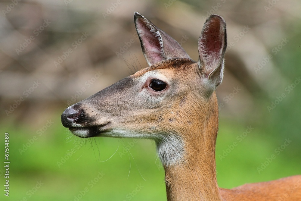 White-tailed Deer Doe