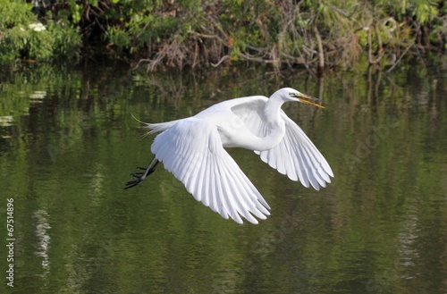 Canvas Print Great Egret (Ardea alba)
