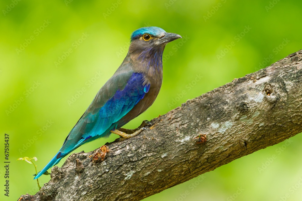 Side view of Indian roller looking at us Side view of Indian roller looking at us