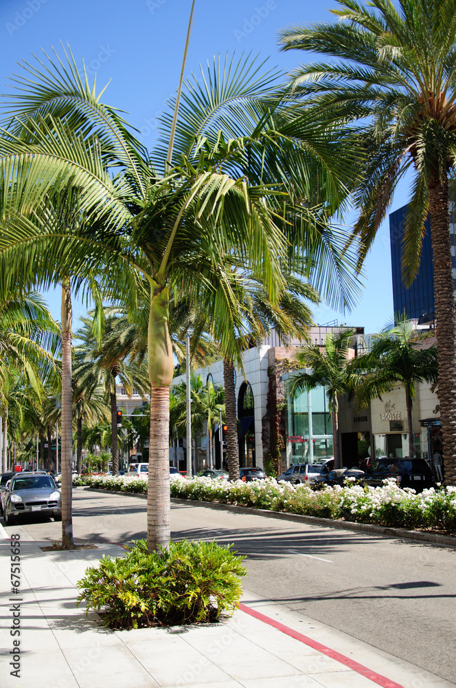 Fototapeta premium palm tree