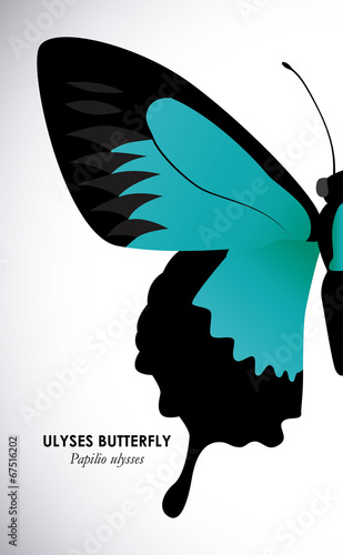 Butterfly design photo