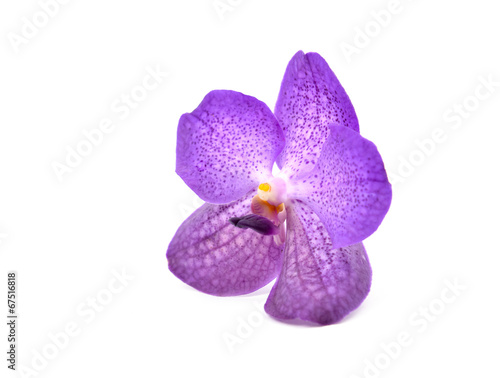Fototapeta Naklejka Na Ścianę i Meble -  beautiful blooming orchid isolated