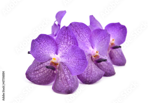 beautiful blooming orchid isolated photo