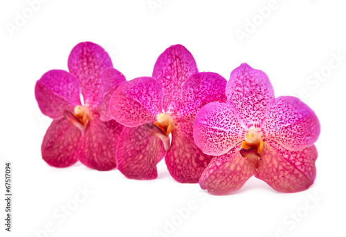 Fototapeta Naklejka Na Ścianę i Meble -  beautiful blooming orchid