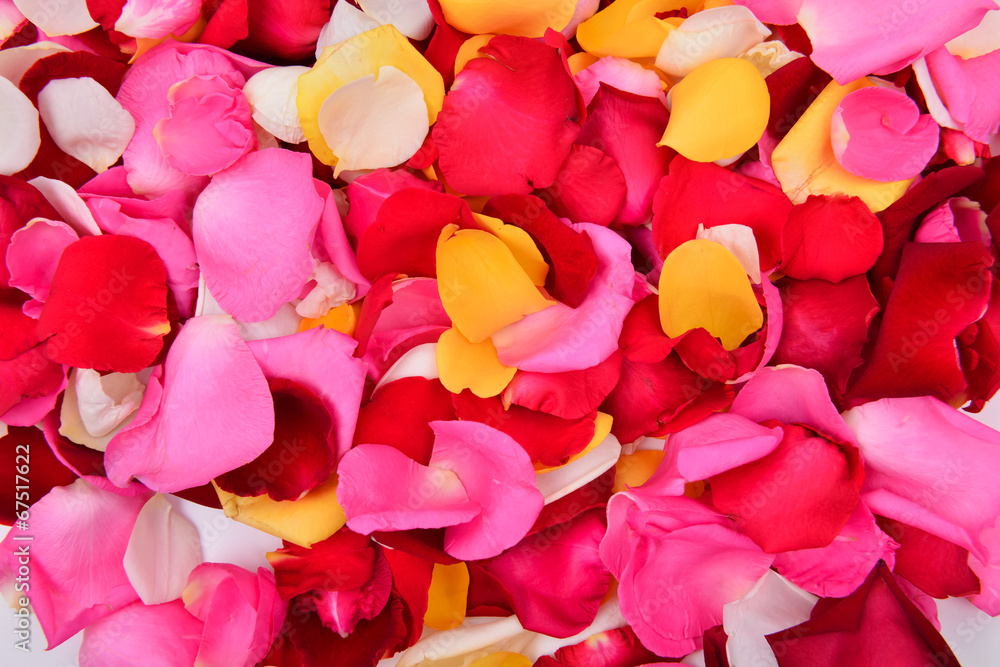 colorful rose petal